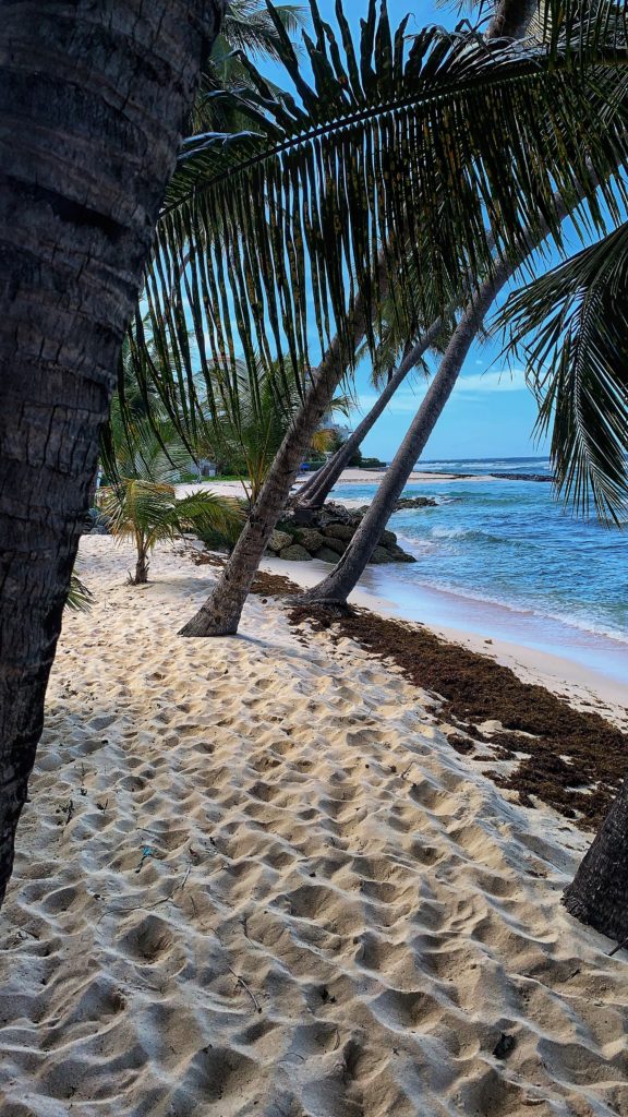 Palm trees on the beach in Barbados
