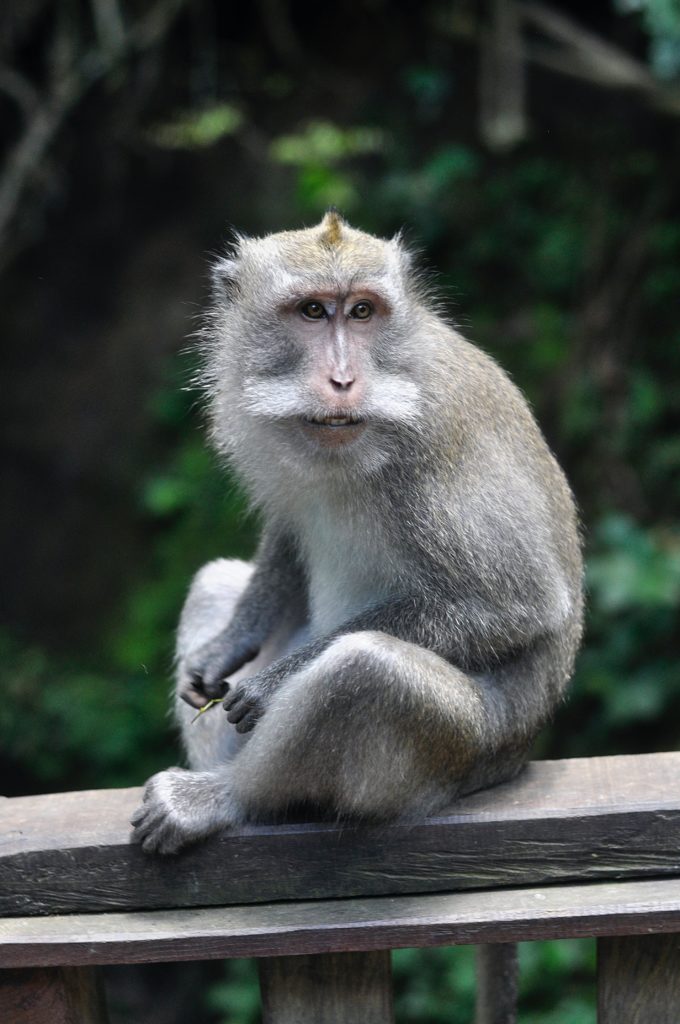 Balinese gray monkey in Ubud's monkey forest 
