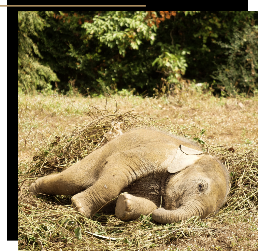 A baby elephant rolling in the grass