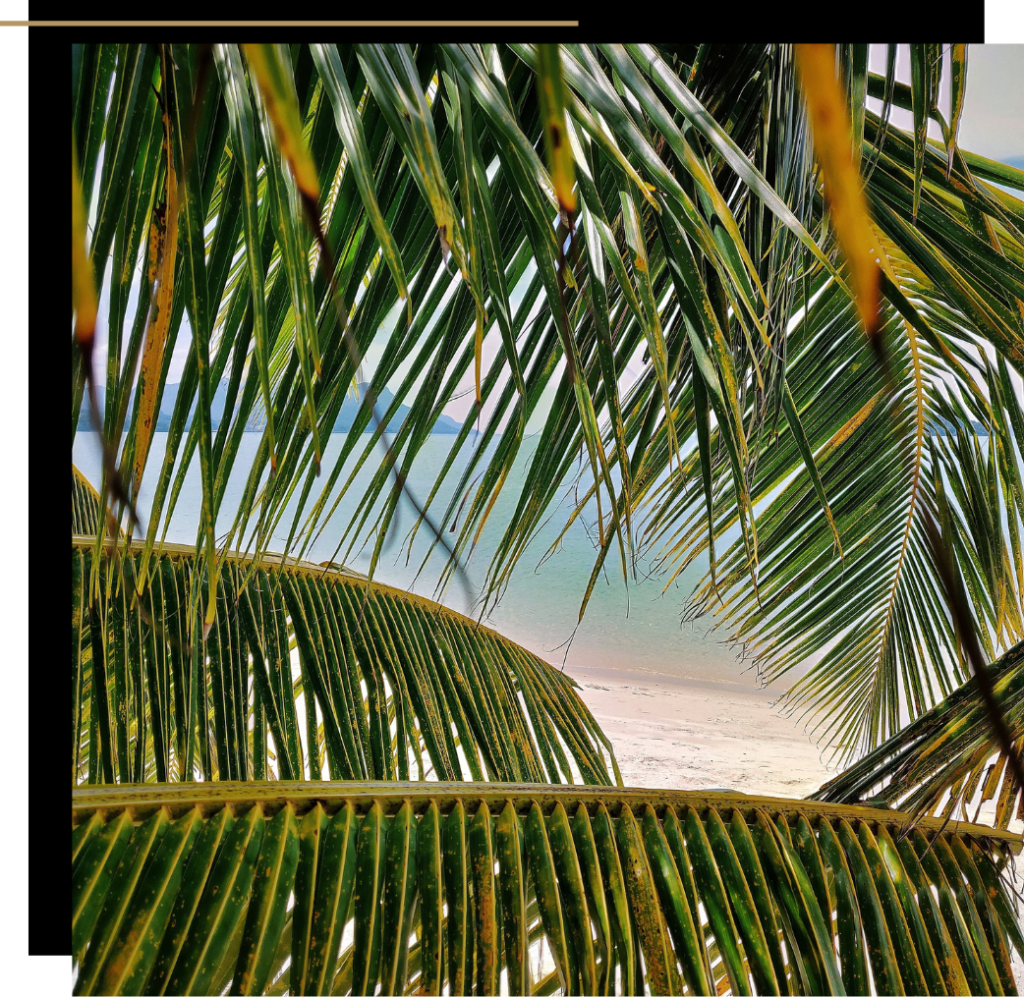 Palm trees on Langkawi