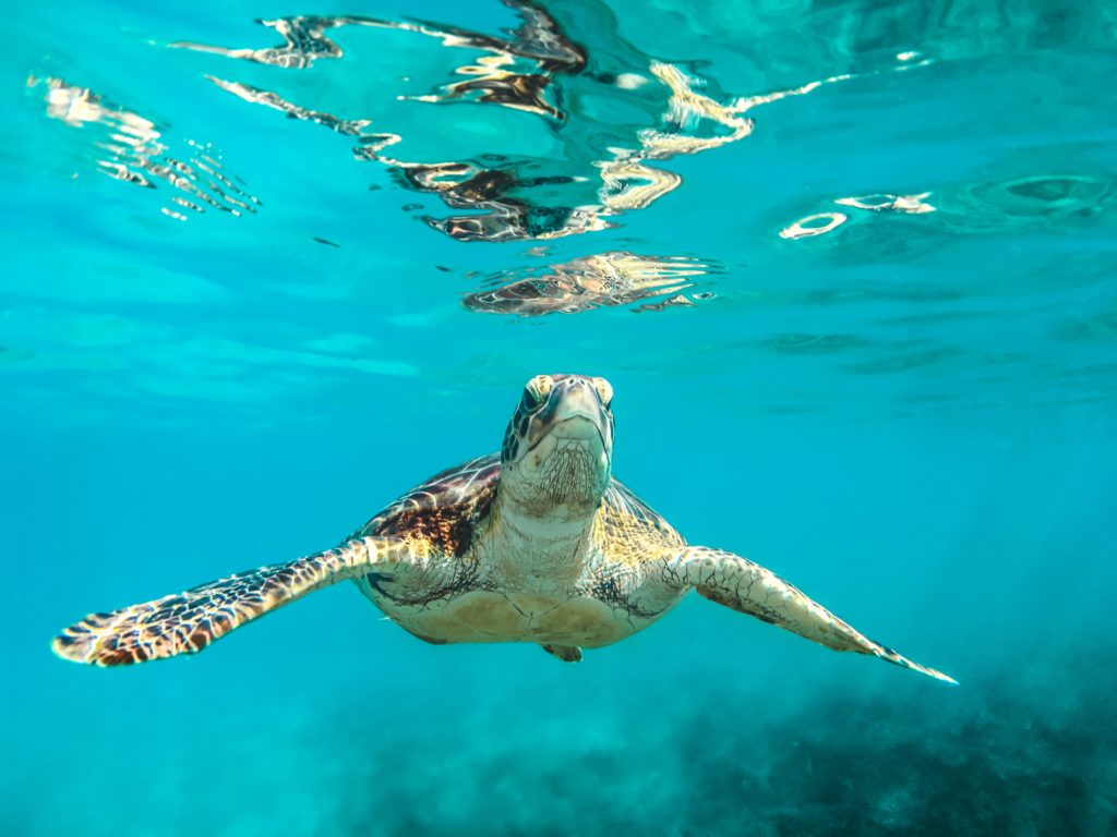 A turtle in Barbados 