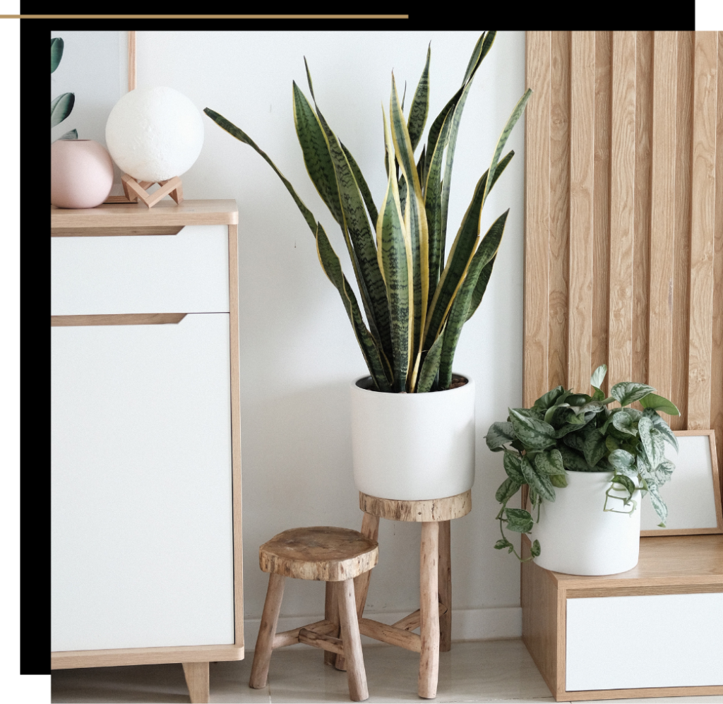 A house plant and assorted furniture decorations