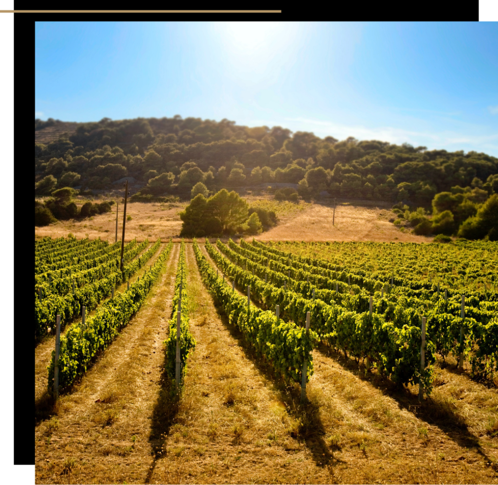A vineyard in Croatia 