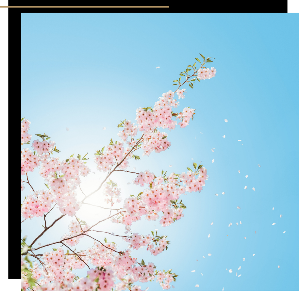 Cherry blossom against a blue sky 