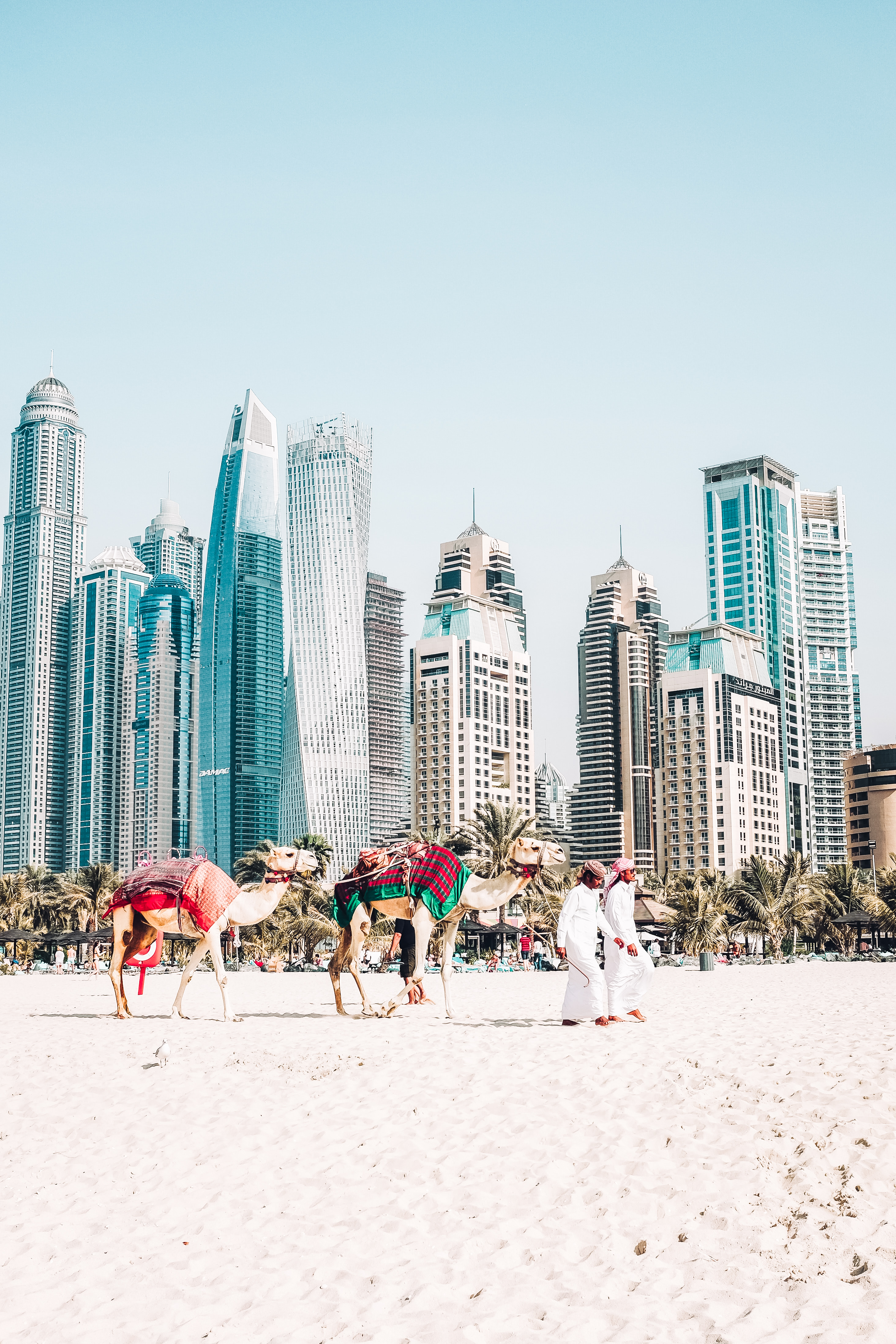 Dubai skyline and beach with camels walking across the sand